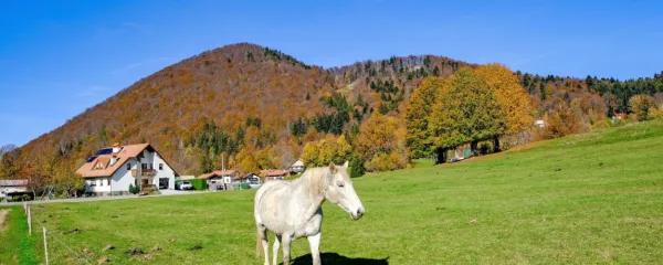  V bližini Gostilne Lokve je ob koncih tedna mogoče tudi učenje jahanja.