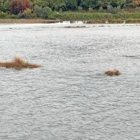 FOTO: Zaradi visoke plime poplavilo precej&scaron;nji del Izole in Pirana, avte je zibalo kot barke