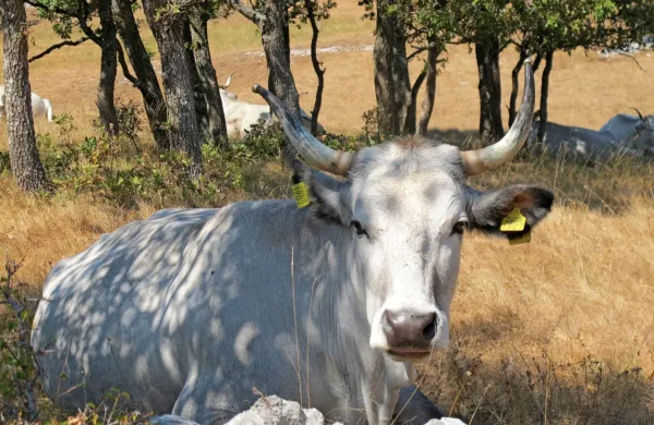 Domneva se, da ime boškarin izhaja zaradi tradicionalnega načina 
reje in krmljenja, ko so številni lastniki poleti zaradi pomanjkanja 
paše živali peljali v gozd, kjer so jedle  večinoma liste dreves.