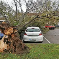 Burja je ruvala drevesa