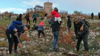  Sadike puhastega hrasta in črnike so na Cerju sadili  prostovoljci z 
vseh vetrov.  