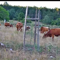Na kmetiji Slavec pri Knežaku so mlada drevesa pred govedom 
zaščitili z mrežo. 