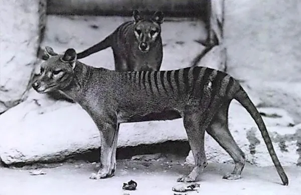 Tasmanskega tigra so za izumrlega razglasili leta 1936.