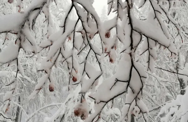 Jutri najverjetneje sneg do nižin