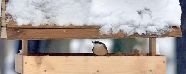 Ptički nam bodo hvaležni za pomoč.