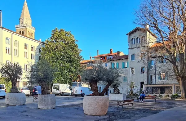 Na  trg za picerijo Atrij so začasno namestili velika korita z oljkami in nekaj klopi. 