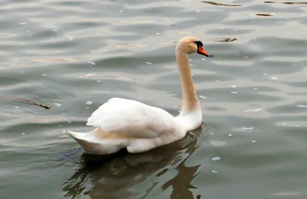 Labod grbec