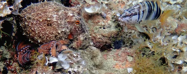 Pisanica pogosto sledi hobotnici v upanju, da bo dobila ostanke 
njenega plena. 