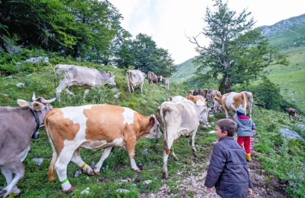 Posočje je  s prevladujočo živinorejo  idealno za ekološko kmetovanje. 