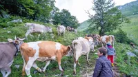 Posočje je  s prevladujočo živinorejo  idealno za ekološko kmetovanje. 