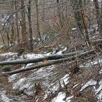 Podrto drevo je domačina tako nesrečno zadelo v nogo, da je zaradi 
poškodbe umrl.