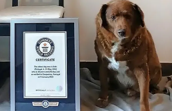 Da je Bobi dočakal  30 let, so  po mnenju  zaslužni dobri geni in  življenje 
v mirnem okolju.