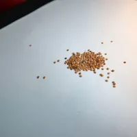 Seme andske jagode je drobno in kali na svetlobi