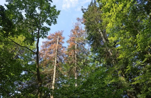Če opazijo  sušeča se drevesa ali odpadanje skorje, naj lastniki 
gozdov o tem takoj obvestijo pristojno krajevno enoto ZGS, kjer 
jim bodo dali nadaljnja navodila.