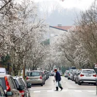  Pomlad prihaja, naznanja cvetoči drevored mandljevcev v središču Nove Gorice. 
