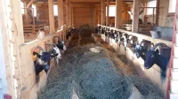 Ker se koze tudi stepejo, jih nekateri rejci v  hlevih privežejo, na 
paši pa imajo dovolj prostora, da se po želji razporedijo in 
družijo. 