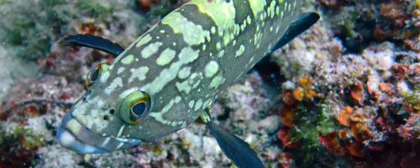 V nacionalnem parku Mljet so kirnje (Epinephelus marginatus) 
prisotne v velikem številu