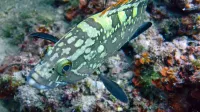 V nacionalnem parku Mljet so kirnje (Epinephelus marginatus) 
prisotne v velikem številu