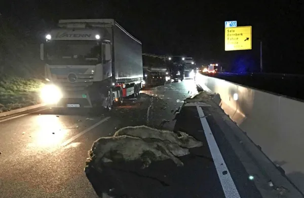 Dve kravi sta po trčenju s tovornjakom poginili, tretjo (zadaj 
desno) je moral uspavati veterinar.