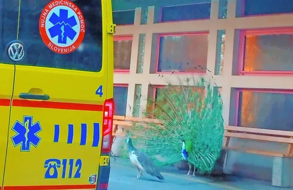 Pav se je v Valdoltri postavljal na ogled z vsem svojim okrasjem
