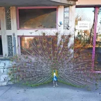 Pav se je v Valdoltri postavljal na ogled z vsem svojim okrasjem