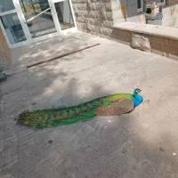 Pav se je v Valdoltri postavljal na ogled z vsem svojim okrasjem