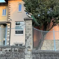 Pav se je v Valdoltri postavljal na ogled z vsem svojim okrasjem