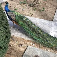 Pav se je v Valdoltri postavljal na ogled z vsem svojim okrasjem