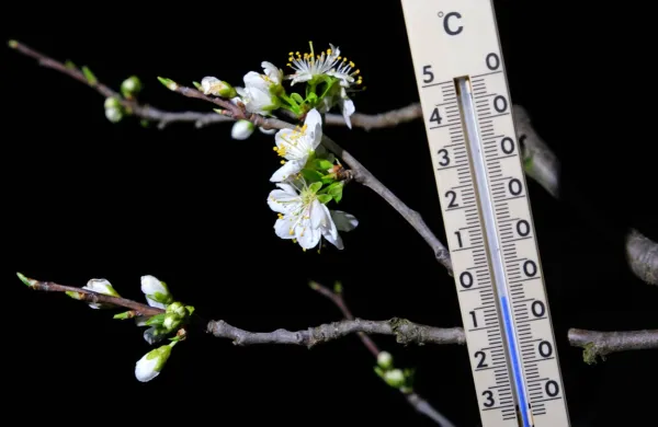 Zaradi ohladitve bodo v torek najnižje jutranje temperature od -4 
do 0 stopinj Celzija. Možno je pričakovati povečano tveganje za 
morebitne poškodbe zaradi pozebe na kmetijskih rastlinah, so 
opozorili na Agenciji RS za okolje (Arso). 