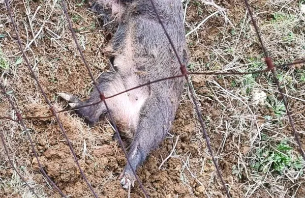 Svinja je obležala tik ob mreži, pod katero se je v nedeljo očitno 
splazila zadnjič.  