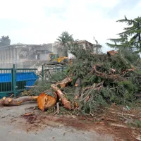 Ob prihodu &scaron;e enega Eurospina slovo dreves in ostalin Tomosa