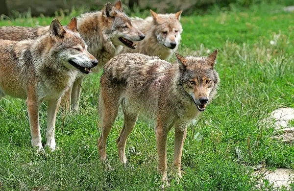 V Civilni iniciativi 71 želijo  dobiti odgovore na vprašanja letošnje 
pašne sezone na gorskih in srednjegorskih območjih, kjer so 
prisotne velike zveri, zlasti volkovi.