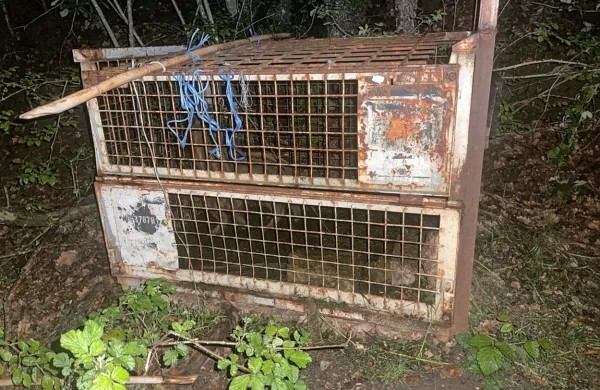 Sodeč po tem, da je neznanec združil dve kletki, je očitno ciljal na  
višjo (odraslo) žival, od katere bi bilo tudi kaj za v skrinjo.