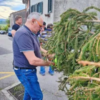 Tradicijo ročnega postavljanja mlajev predajajo naprej