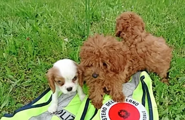 Zaseženi psi so pasme koder in cavalier king charles španjel. Foto 
vir: Primorski dnevnik