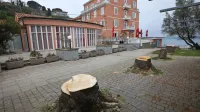 V drevoredu proti morju je Okolje Piran že požagalo poškodovana 
drevesa vrste pajesen, namesto njih pa bodo posadili drevesa 
navadnega koprivovca. 