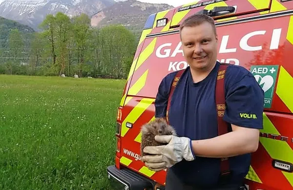 Kobariški gasilec Borut Volk z enim od dveh rešenih ježkov.