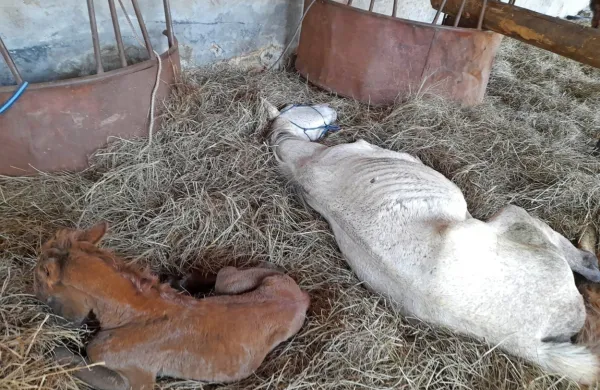 Po spletu so zakrožile pretresljive fotografije mučenja konj v 
Prestranku.