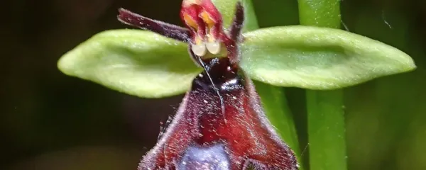 Muholiko mačje uho (Ophrys insectifera)