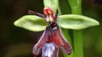 Muholiko mačje uho (Ophrys insectifera)
