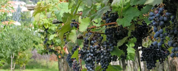 Grožnja za kra&scaron;ko vinogradni&scaron;tvo in vinarstvo