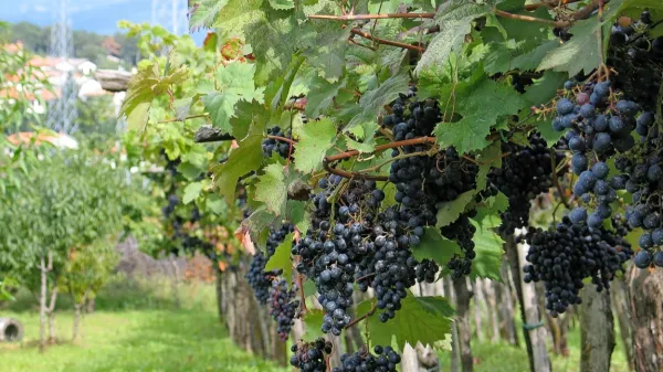 Grožnja za kra&scaron;ko vinogradni&scaron;tvo in vinarstvo