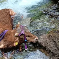 Bikca re&scaron;ili iz mrzlega tolmuna