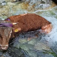 Bikca re&scaron;ili iz mrzlega tolmuna