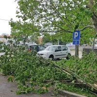 V Šempasu so polomljene veje  padle na parkirišče.