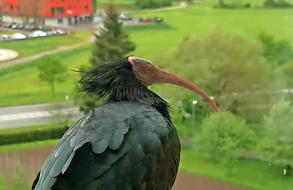 Tako je klavžarja na svoji okenski polici ovekovečil Postojnčan 
Alen Urbančič.