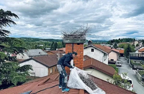 Lastniki zemljišča so izdelali kovinsko oporo gnezdu, jo pritrdili na 
sosednji dimnik in del vej razkopanega gnezda spletli kot osnovo 
za gnezdo.