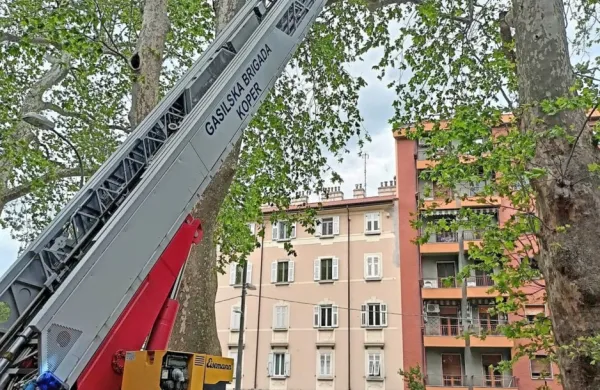 Koprski gasilci so v Trstu odžagali debelejšo vejo platane, ki bi 
lahko uničila otroško igrišče. 