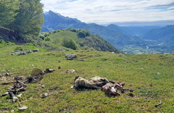 Volkovi in šakali so v Posočju v desetih dneh pokončali najmanj 
enajst  ovc.