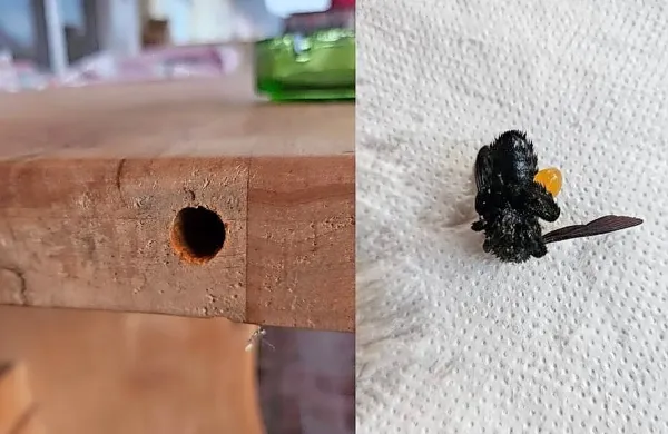 Izkazalo se je, da je luknjo v mizi izvrtala lesna čebela.